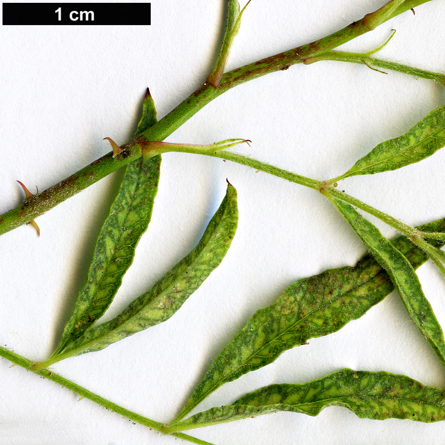 High resolution image: Family: Rosaceae - Genus: Rosa - Taxon: watsoniana High resolution image: Family: Rosaceae - Genus: Rosa - Taxon: watsoniana